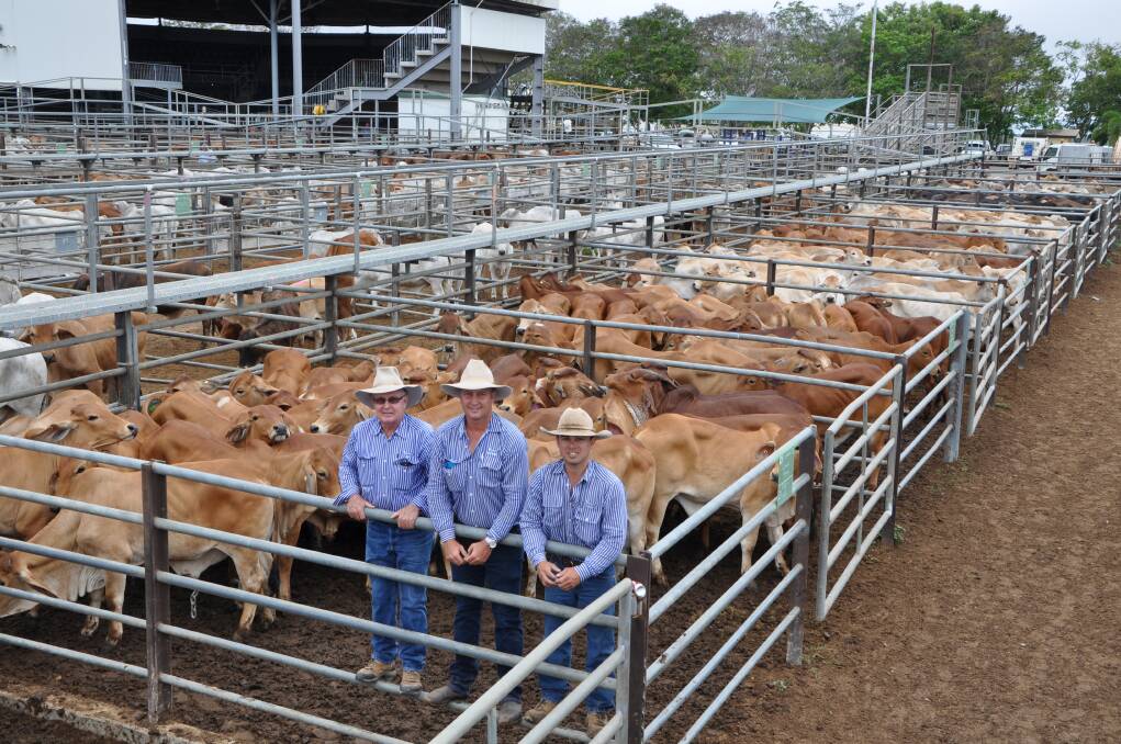 Geaney's Real Estate and Livestock agents Jim Geaney, Matt Geaney and Troy Williams with Lawn Hill and Riversleigh Pastoral Holding Company's line of 460 mostly no-5 steers which reached 383c/kg to average 363c, weighing 290kg to return $1052 at Wednesdays Charters Towers store and prime sale. Photo by Kate Andison.