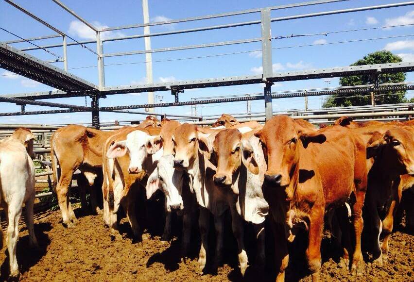 A line of 20 steers sold by Brian and Lorraine Corbett, Hyde Park Station, Charters Towers, set the new saleyard record of 418c/kg.