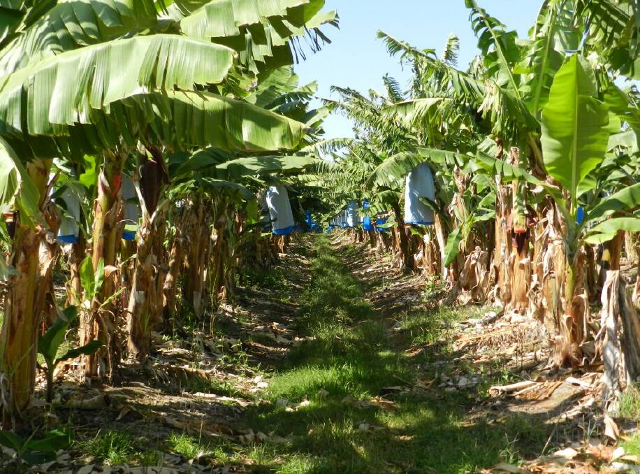 The Panama TR4 Program has developed a number of resources specific to Panama disease tropical race 4 and the new Biosecurity Act for growers.