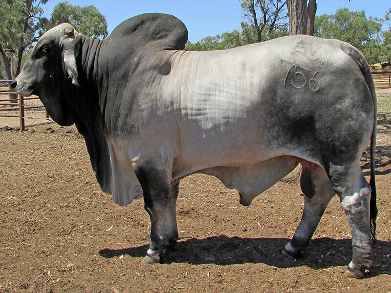 Peter and Sue Hammer from Annavale Brahmans, Charters Towers, will take a sale draft of three scurred grey bulls to the Brahman Week Sale leading off with Lot 367 Annavale M 756 (S).