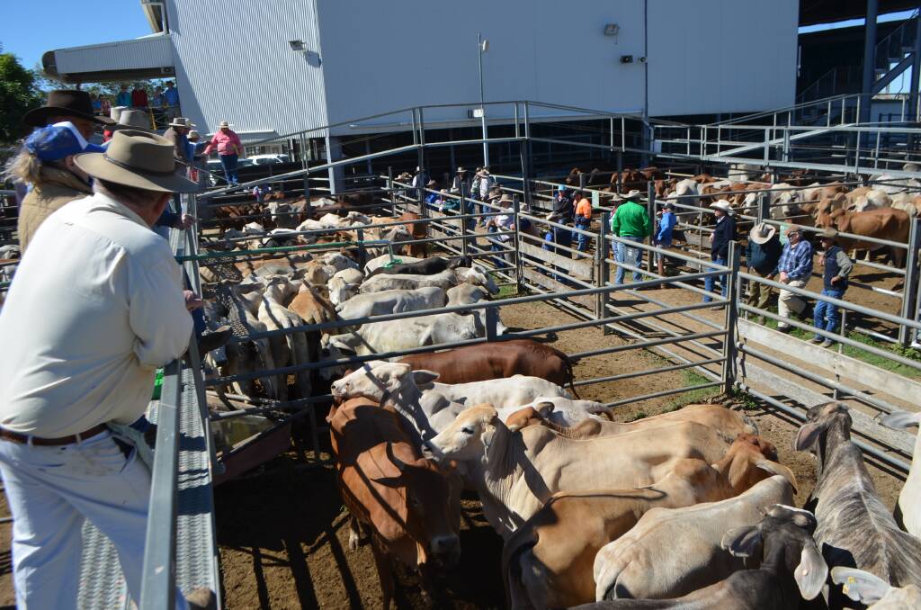 The Dalrymple Saleyard record was broken for the fourth successive week on Wednesday when a pen of Brahman feeder steers were sold for 423c/kg to weigh 185kg and return $786/head.