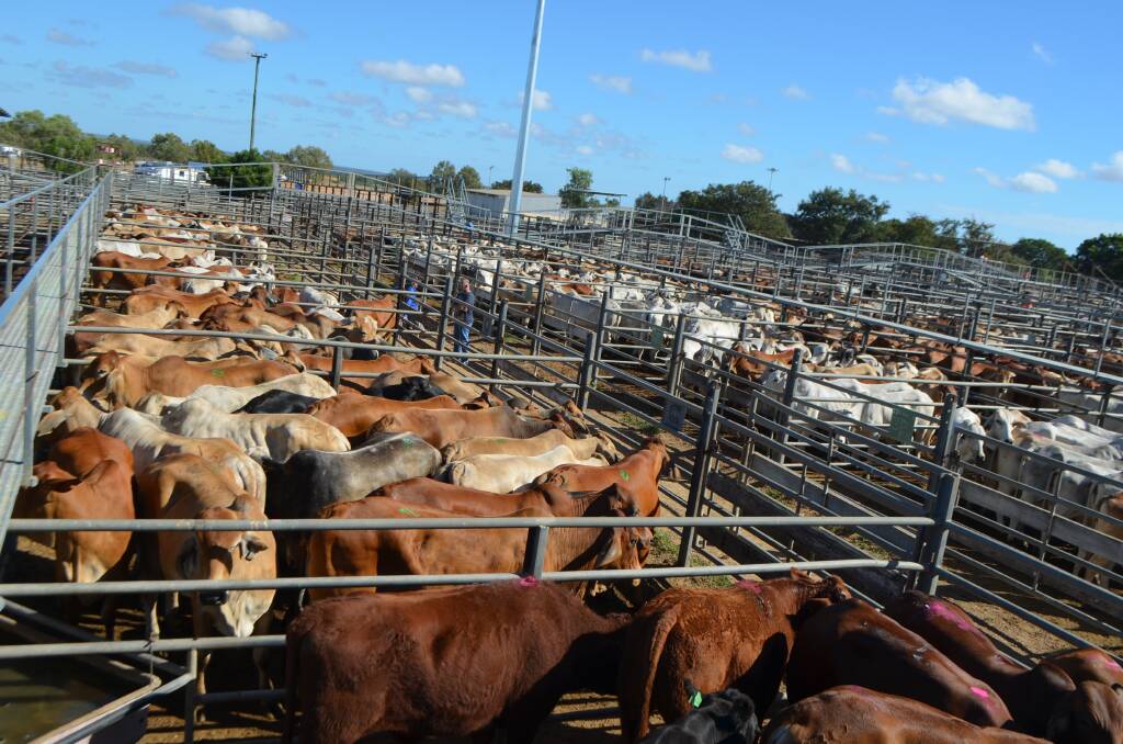 Bidding was swift and frequent during the Charters Towers store and prime sale held on Wednesday which featured a uniformly top quality store cattle offering among the 1977 head yarded in total.