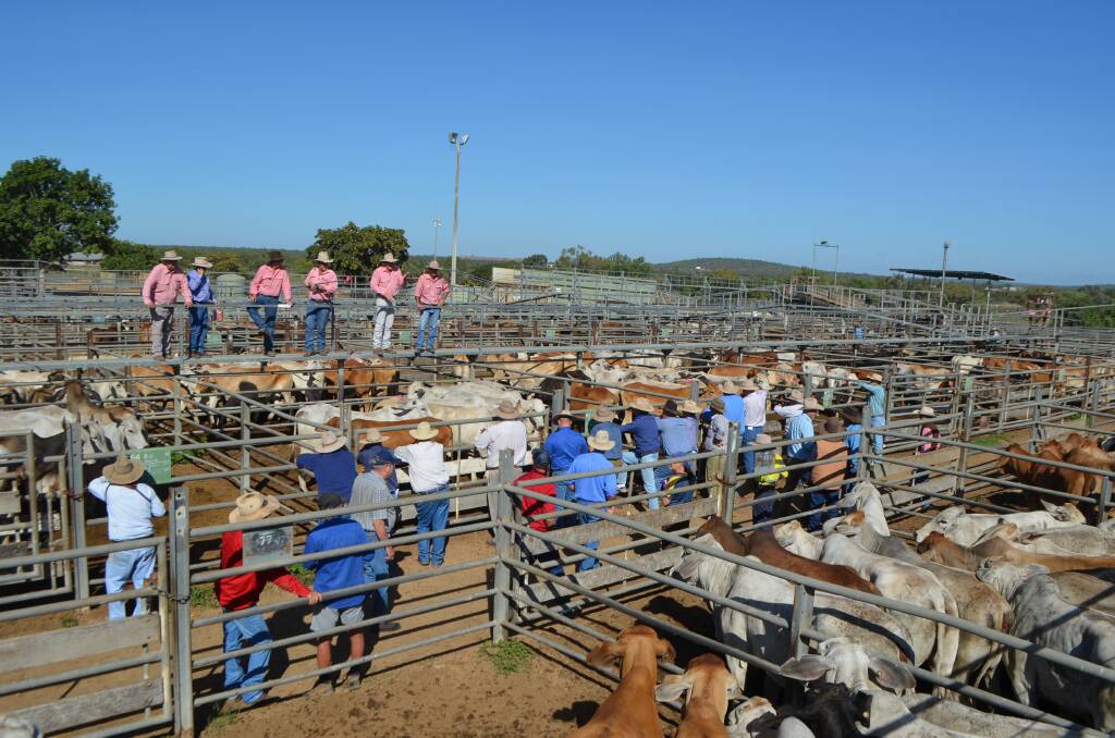 A total of 2504 cattle were yarded at the Charters Towers store and prime sale held on Wednesday where yet another Dalrymple Saleyard record fell.