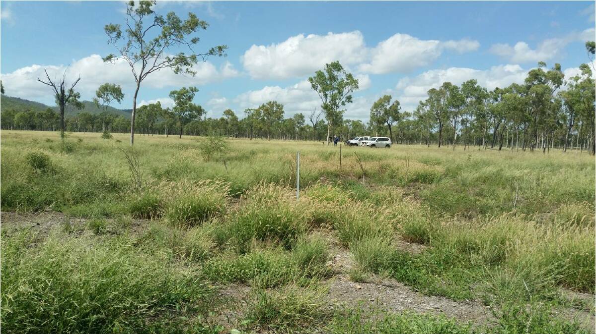 April 2016: Despite significant localised macropod grazing pressure, the gully site is barely visible in the grazing landscape.
