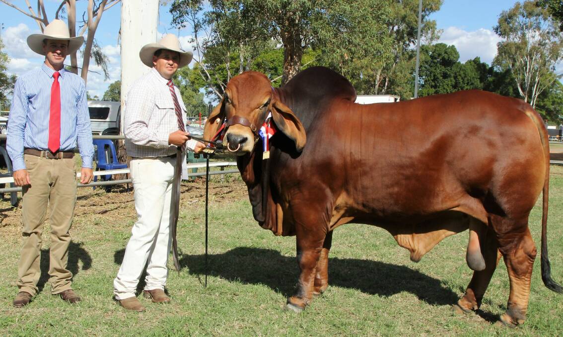 Stud cattle judge, Jack Walker, with Terry Randell and Crinum T Santana, grand champion bull of the Alpha show.
