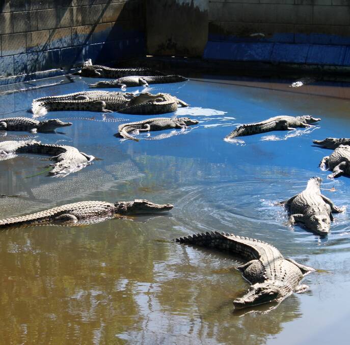 Croc heaven: Grow-out pens at Hartley's are painted blue to discourage algae growth and to keep bite marks as clean as possible. Photo: Sally Cripps