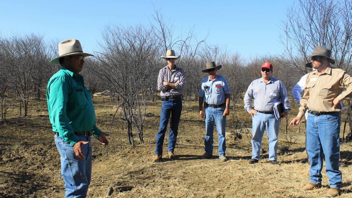 The Parliamentary Agriculture and Environment Committee will be inspecting prickly acacia control measures, such as this program undertaken at Ron Pether's Barcaldine property, Auteuil, when it visits Hughenden and Barcaldine next week.