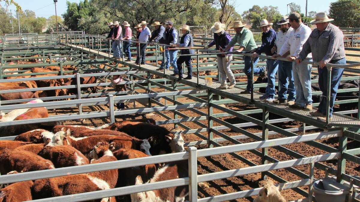 Values up at Blackall weaner sale