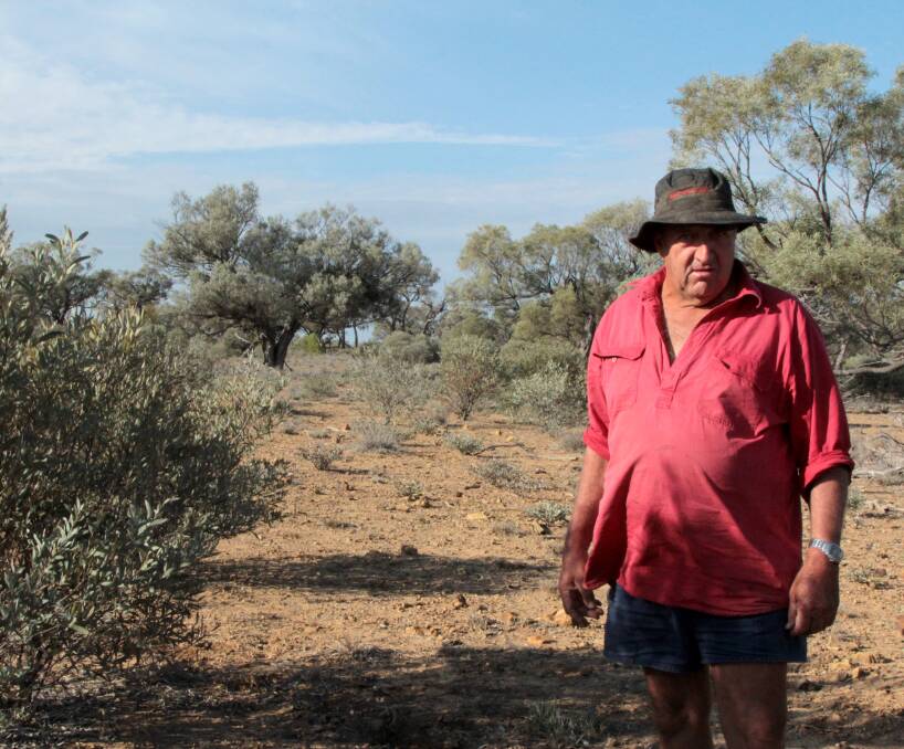 Pressing in: Peter Baker stands beside some of the gidyea bushes encroaching on his Mitchell grass country at Moorlands, west of Blackall. Picture: Sally Cripps.