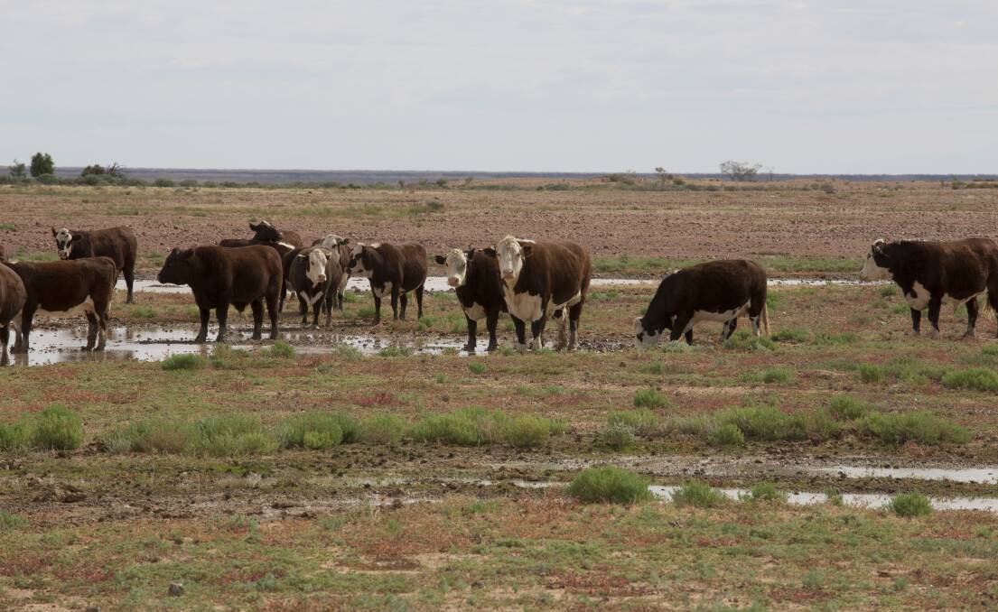 Wet season: Although the country at Birdsville has a 160mm rainfall average, last year was a wet one. Picture: Fiona Lake.
