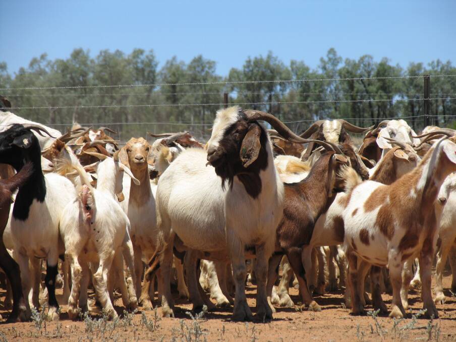 A surge in Boer goat stud registrations and commercial operations in north Queensland has prompted the reintroduction of a goat section at the Townsville Show.