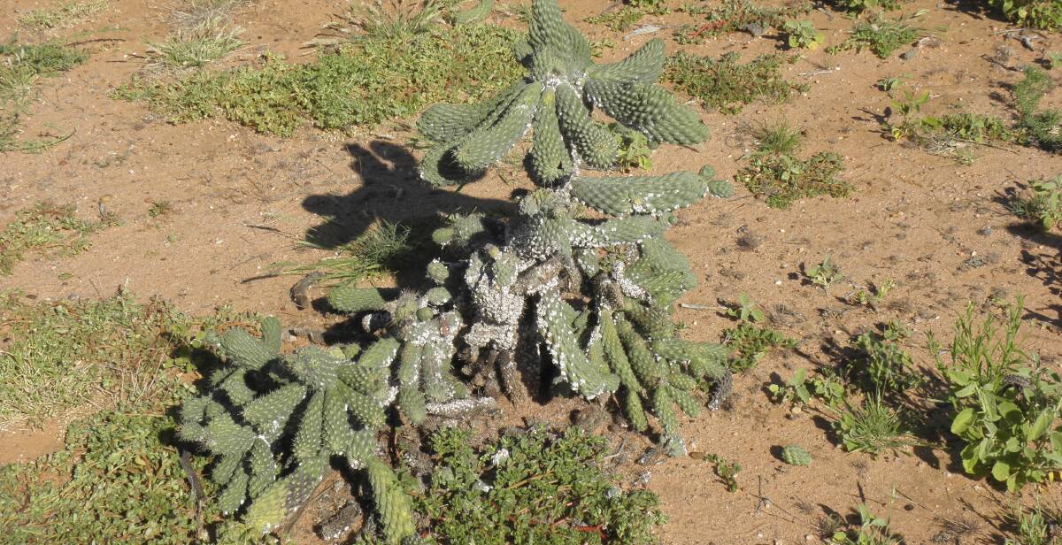 Wilting: The effect of the cochineal bug at Leander, west of Longreach, where the first release took place in April. Photo supplied.