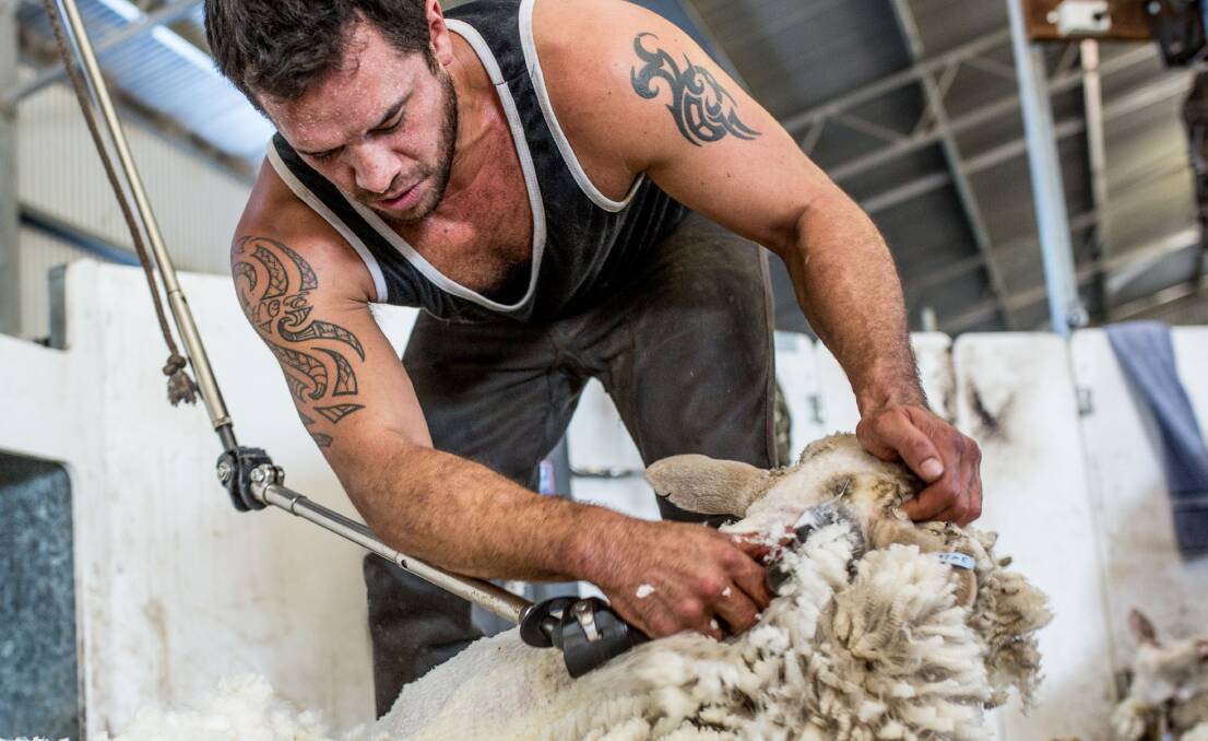 Flowing fleece: Hagan te Rupe-rewiata shearing at Brooklands Park, Pingelly, WA. Picture: Chantel McAlister.
