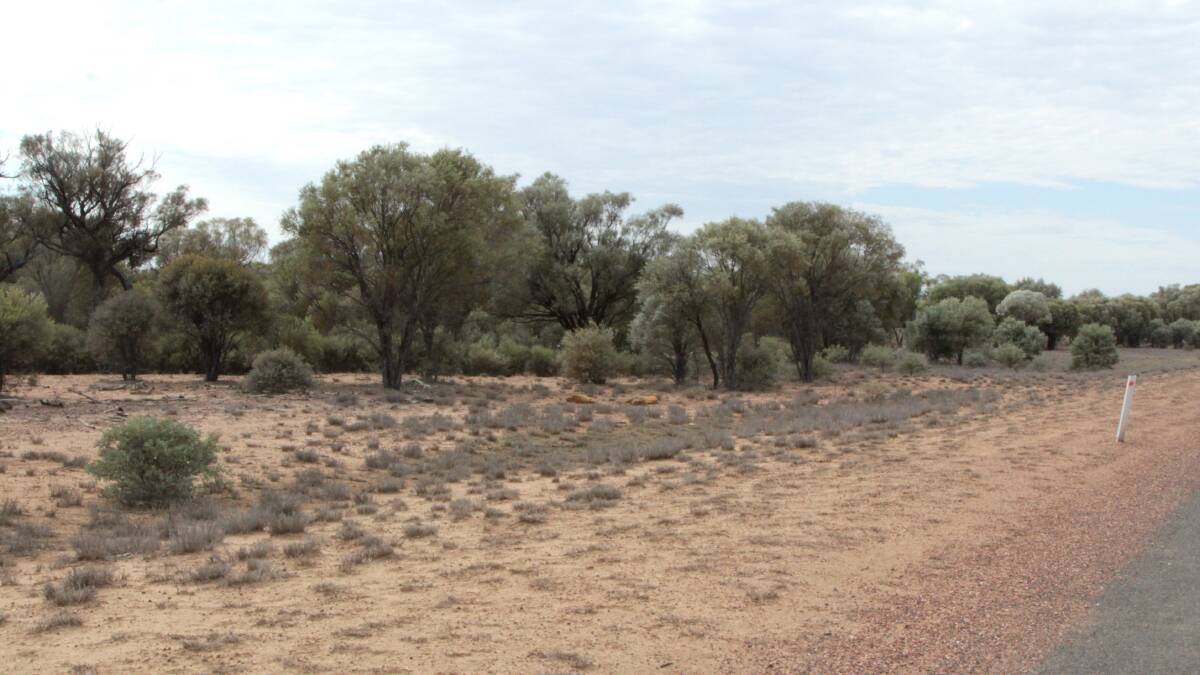 Through thick and thin: Management of thickened vegetation such as this west of Blackall may be subject to regulatory changes. Picture: Sally Cripps.