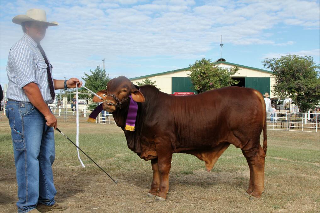 Luke Carrington and Rondel Ultimate, the champion bull calf.