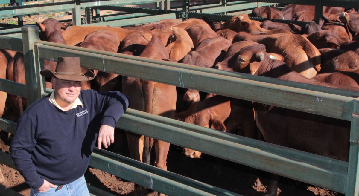 Top price: Ray White Livestock Blackall agent Andrew Turner with a pen of steers from the Atkinson Pastoral Company at Katandra, Hughenden.