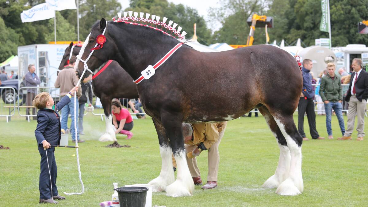 Paddock to Plate tour participants could be lucky enough to see Shire horses at a typical show in England.