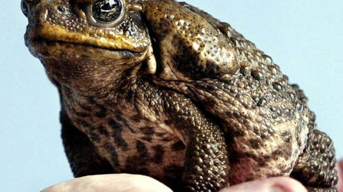 Cane toads are limited in range by their genetics but are adapting to colder conditions.