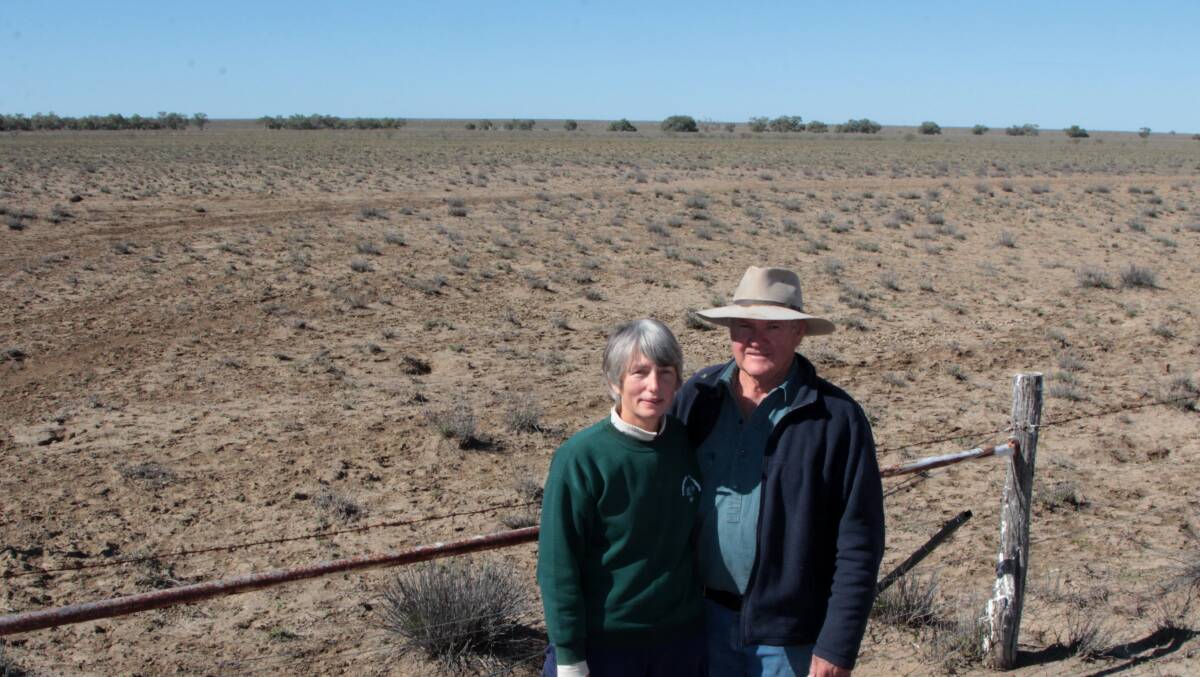 Picking up: The faintest green tinge is giving a decimated sheep flock enough pick to get through winter for Kim and Peter Saunders at Longreach. Picture: Sally Cripps.
