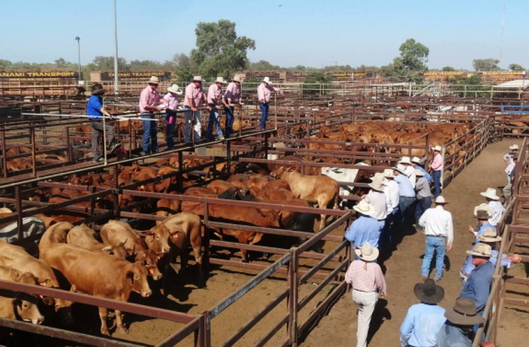 New start: The Longreach saleyards in full swing in March 2013. The council is investigating long term lease proposals that would include capital improvements. Picture: Sally Cripps.