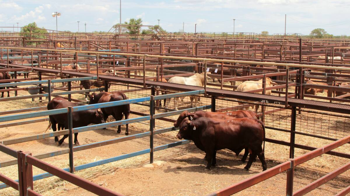 Changes: The Longreach Regional Council hopes to tap into the federal government's Building Better Regions funding pool to undertake a major saleyard redevelopment, along with proposed new lessee, the AAM Investment Group. Pictures: Sally Cripps.