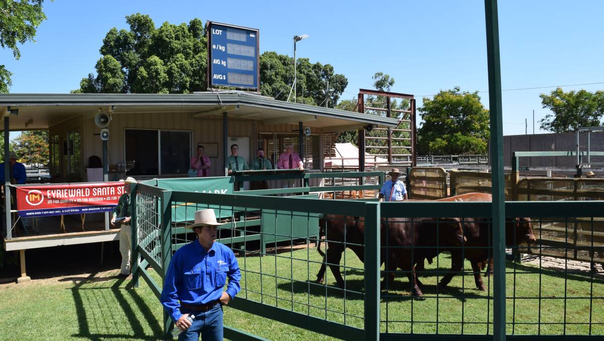Demand: The Santa Gertrudis bull sale in Blackall last Friday had a 100 per cent clearance. Photo: Bronwyn Wheatcroft, Barcoo Independent.