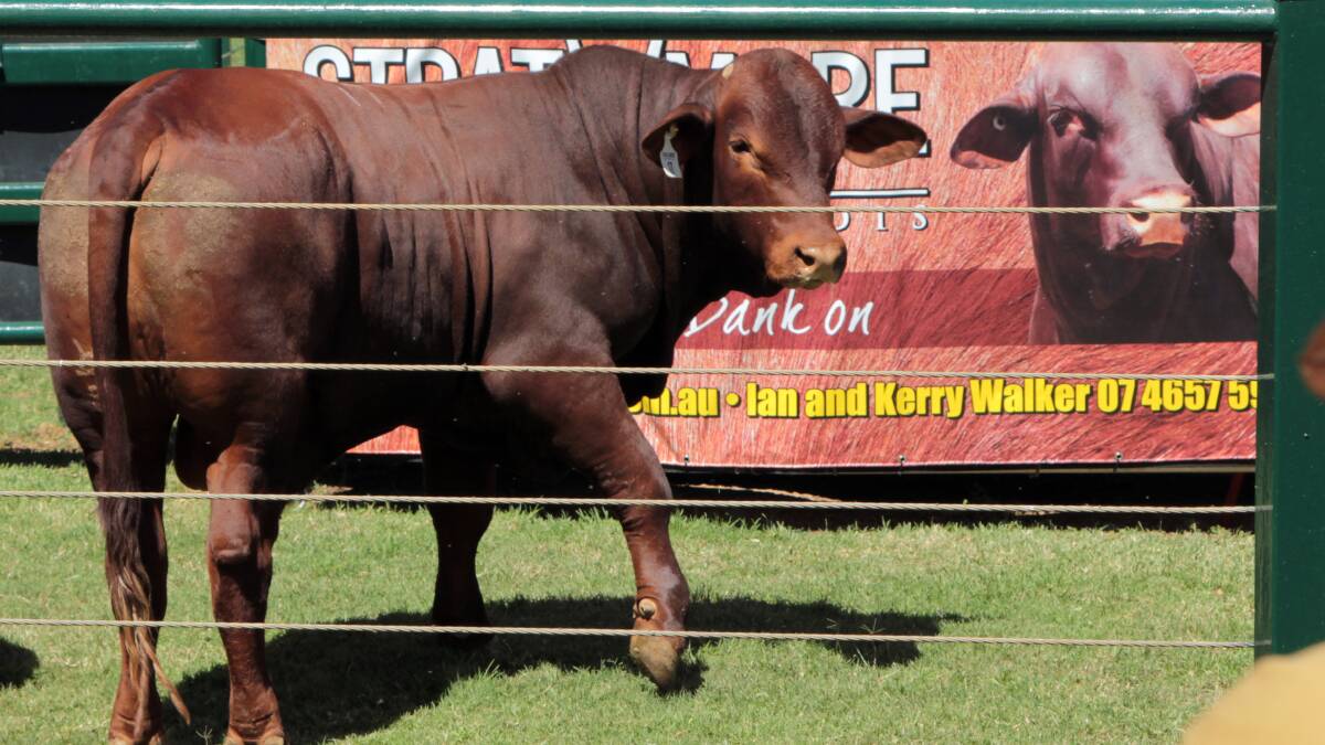 Santa Gertrudis bulls sold to a top of $45,000 when the western circuit took place this week.
