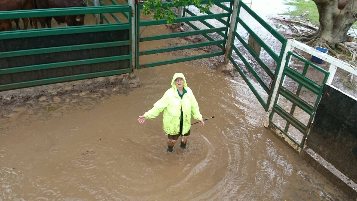Ankle-deep: Water was topping Sandra Eagle's gumboots when she was at work at the Blackall saleyards last Thursday. Pictures: Sally Cripps.