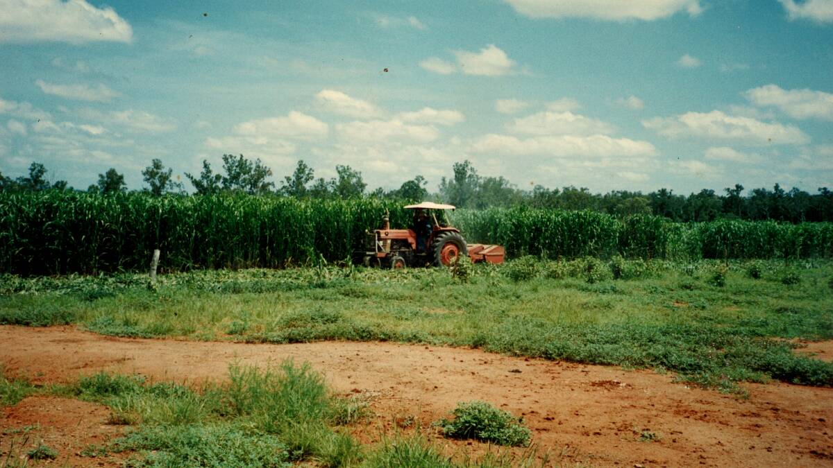 A past forage sorghum crop being cut by Colin Ferguson at Cardigan station. Photo: supplied.