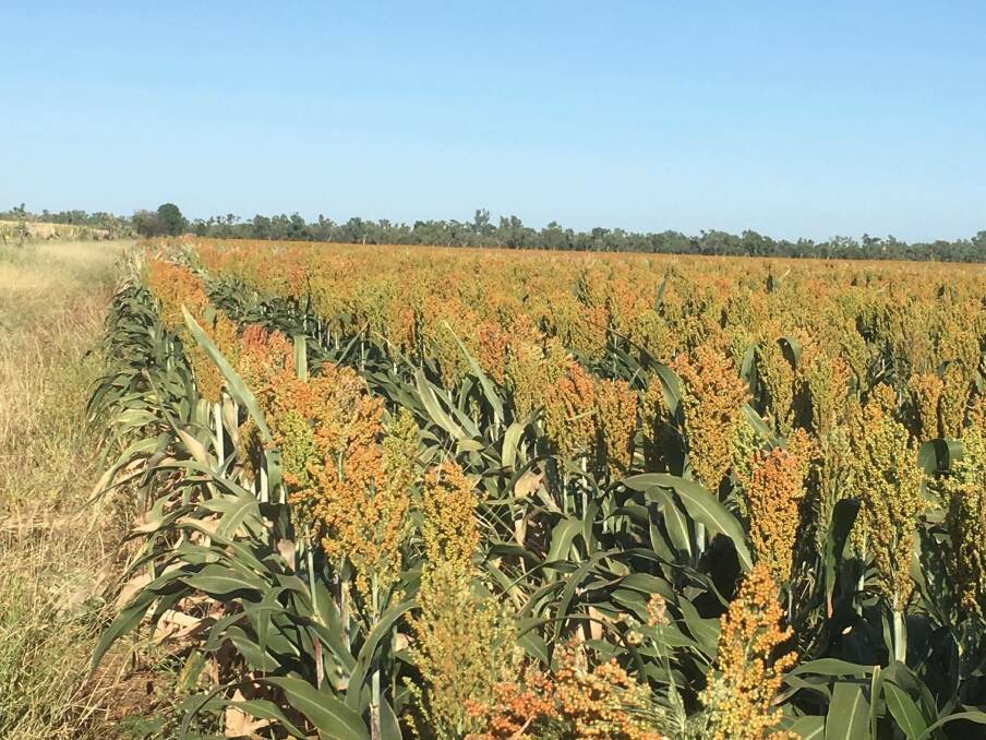 Some of the Fry family's sorghum crop growing at Georgetown.