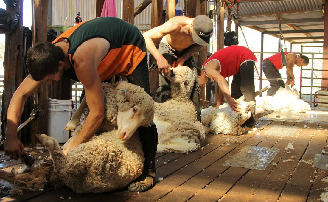 Bungy Ross's shearing team at work at Hillalong this week.