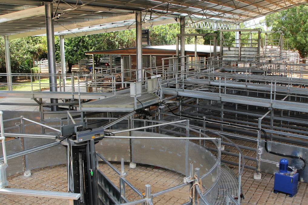 Standing idle: The steel and cement hydraulic weighbridge and lead-up drafting facility at the Blackall saleyards can't be certified until a tank and pump is installed to comply with fire regulations. Pictures: Sally Cripps.