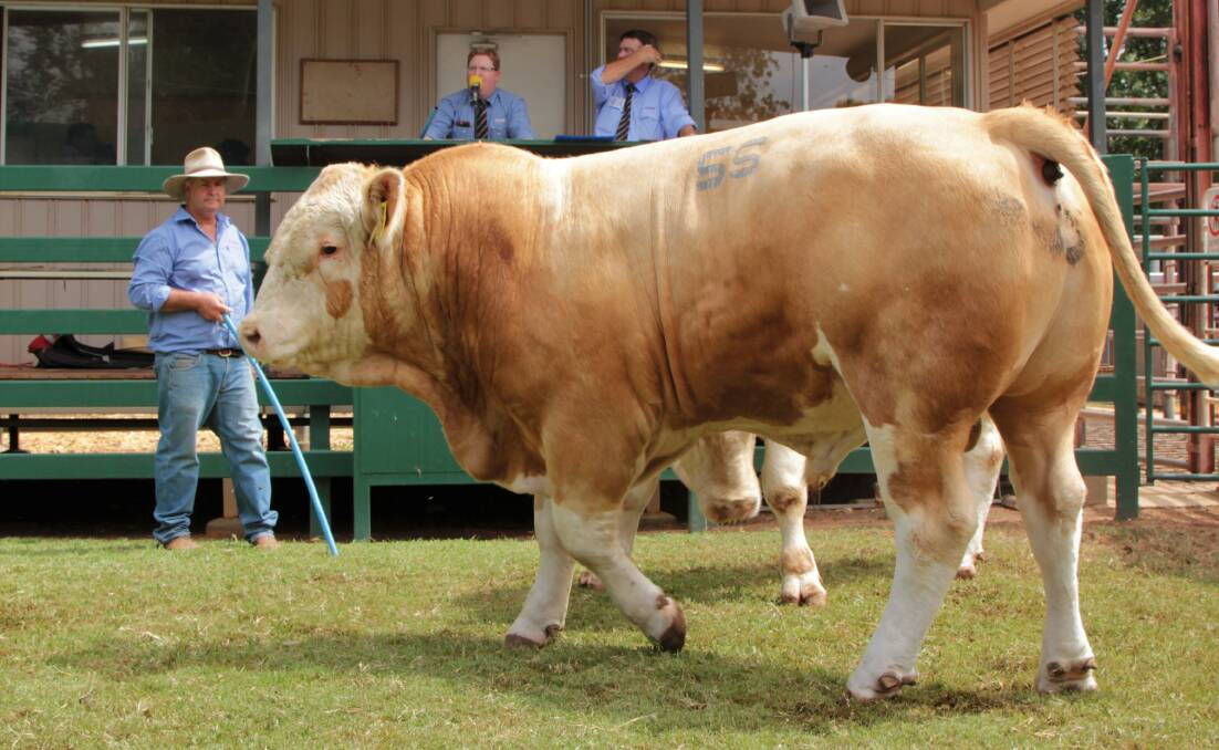 Meldon Park Simmentals posted an average price of $6000 for the eight bulls they sold.