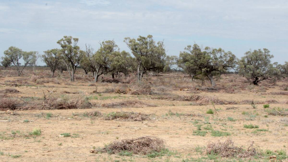 The same patch of gidyea after treatment for encroachment.