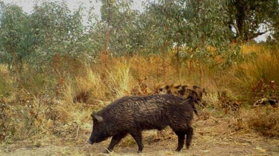 Feral pigs in Defence firing line