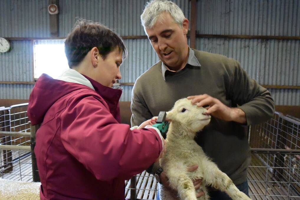 Victorian Minister for Agriculture Jaala Pulford tagging a three-week-old lamb with Will Hanson, Irrewarra Sheep Farm, Colac, Vic.