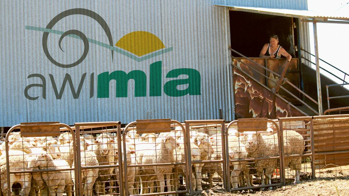 Polarising ideologies on mulesing has seen a rift open between the sheep and wool research bodies, with MLA proposing an investigation into a single sheep RDC. 