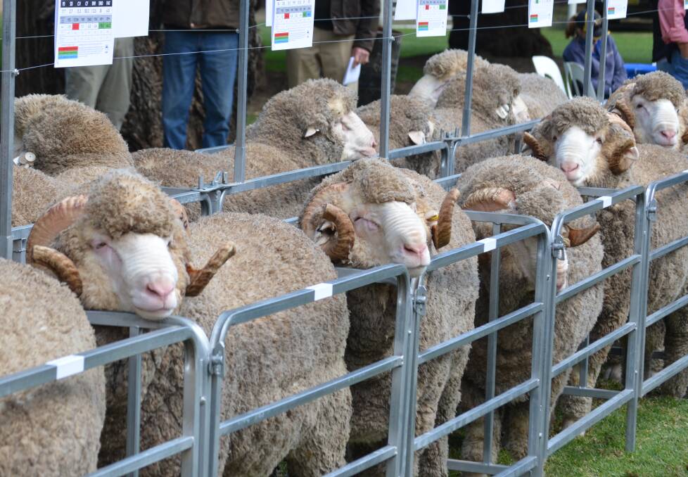 Several sales have fetched price highs up to $52,500, received at the 2017 Rabobank National Merino Ram Sale, Dubbo, NSW, but agents say it is the volume of rams being cleared that makes this selling season so remarkable. 