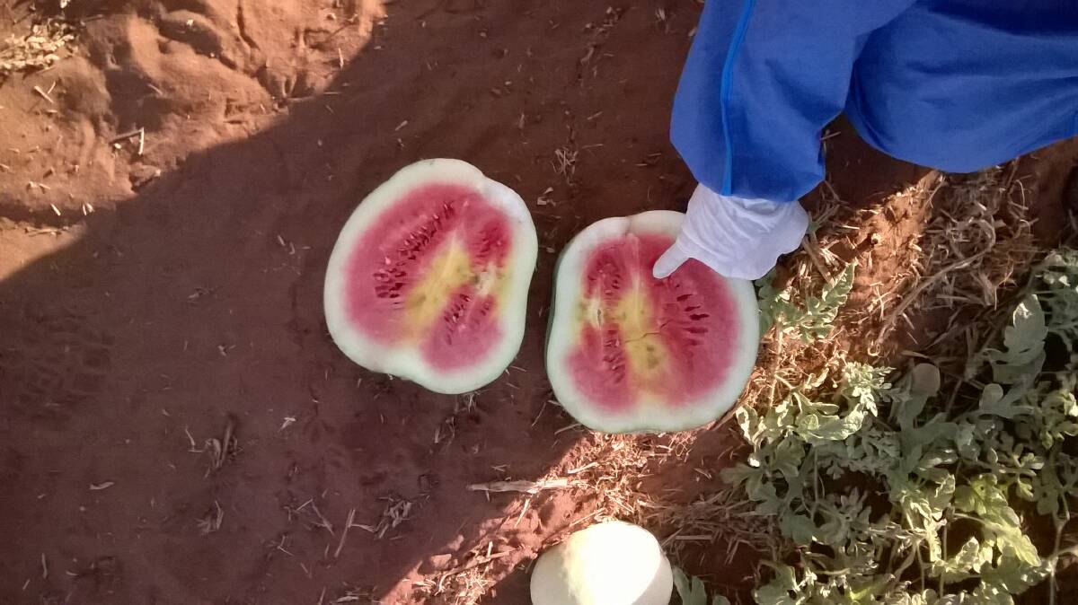 MELON COMEBACK: After CGMMV crippled Katherine's watermelon industry last year, growers will be able to start producing new crops in 2016. PHOTO: Department of Primary Industry and Fisheries