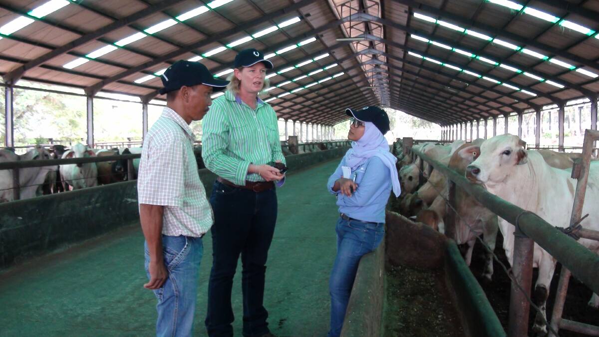 Judge Tania Hartwig, Monto and assistance judge Febrina Prameswari discuss the Feedlot Steer Competition with a staff member of the JJAA feedlot in Lampung in Indonesia.
 