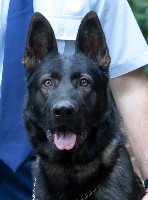 Eight-year-old Police Dog Waco died from heat stress while trying to track an offender in Brisbane yesterday. 