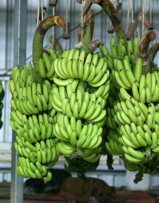 How Qld Labor failed the banana industry