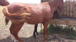 Valuable horse stolen south-west of Toowoomba
