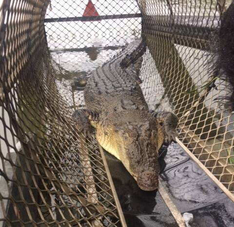 Croc found in Johnstone River trap