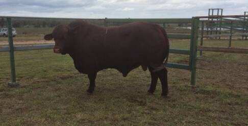 Top price bull, Diamond H Red Foo sold for $40,000 at Diamond H today. 
