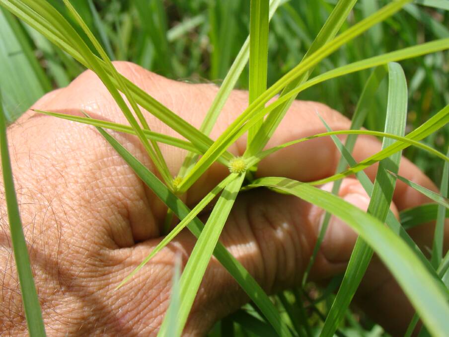 Young pre-mature actively-growing Navua sedge - a good time to spray. 