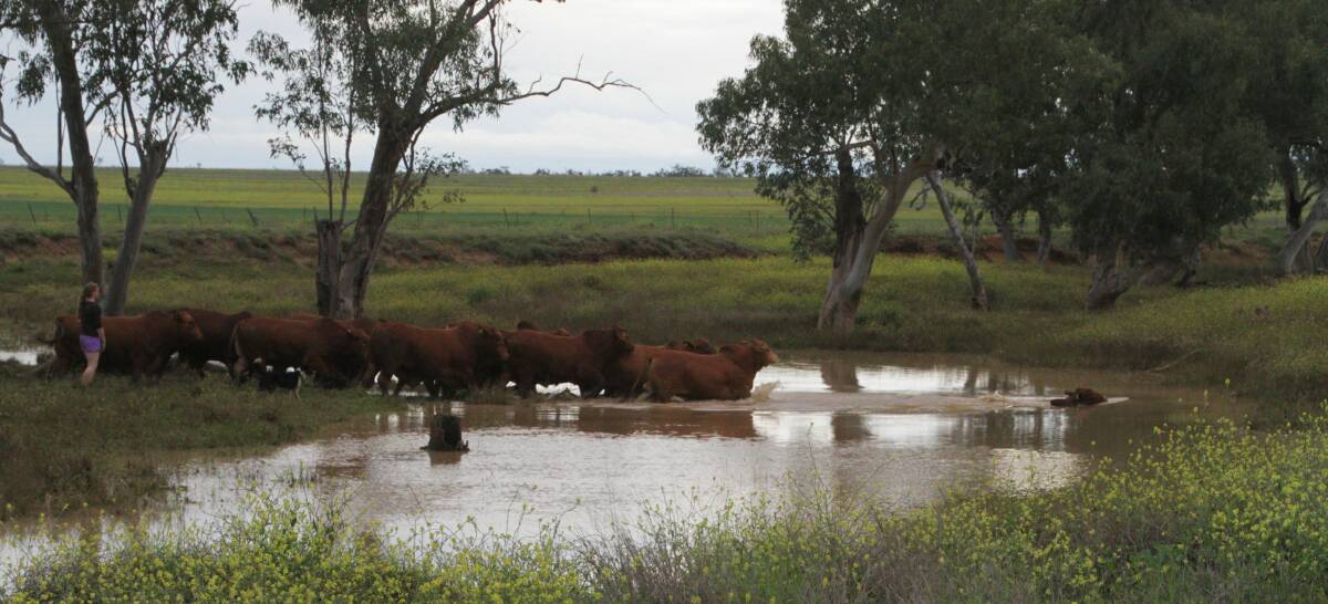 Ian and Anne Galloway, Duarran Brangus, Roma, were racing against the rain to move their sale bulls on to higher ground on Tuesday. The bulls had a swimming lesson to cross the flooded Chinchinbilla Creek,10km south of Roma.