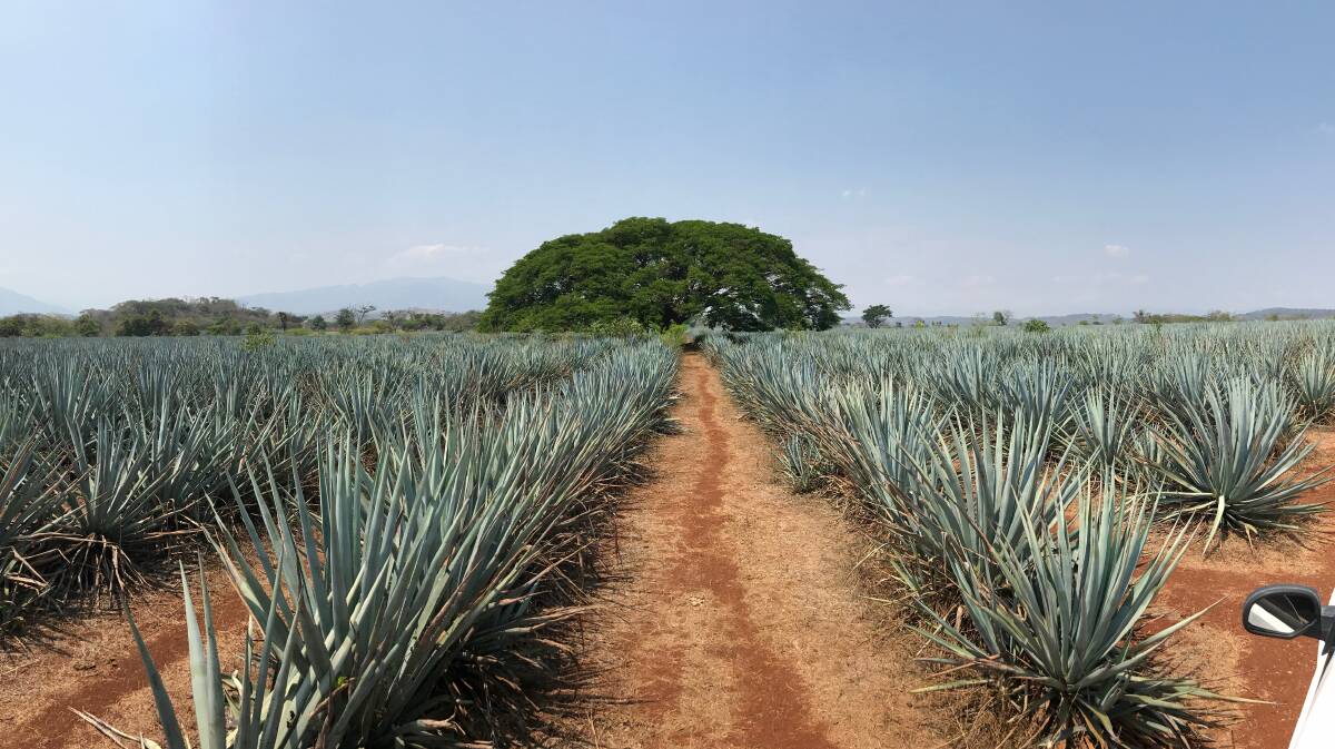 This Agave crop in Tequila, Mexico stretches on for approximately 2 kilometres. The plants are around 3 years old. Photographer: MSF Sugar General Manager Business Development, Hywel Cook.