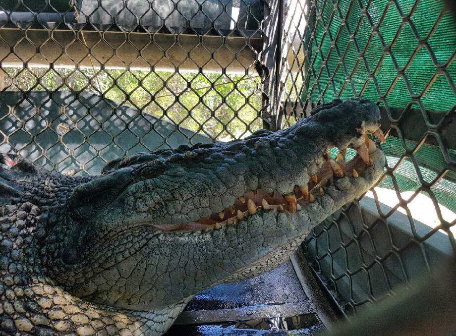 The Dickson’s inlet crocodile was caught by EHP wildlife officers on 9 September 2016, after reports of a large crocodile which had been regularly seen near the restaurant and adjacent boat ramp. 