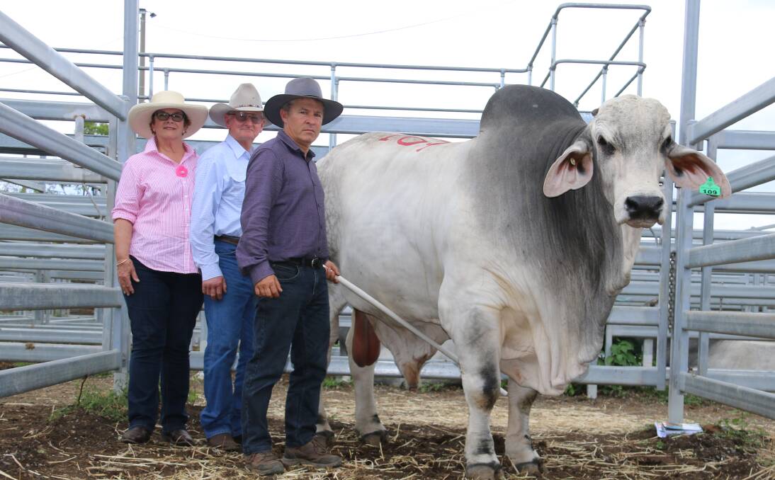 Margaret and Kelvin Maloney, Kenilworth Brahmans purchased Rathlyn N Falcon 11697 (P) for $80,000 from Joy (not pictured) and Peter Newman, Rathlyn Brahmans, Emerald, at Rockhampton on Monday. Picture. Julie Sheehan 